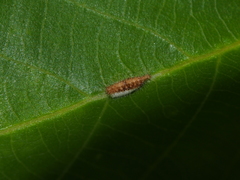 Xyroptila oenophanes
