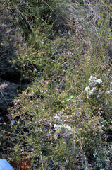 Diosma fallax