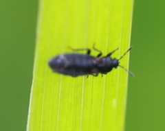 Dimorphopterus spinolae