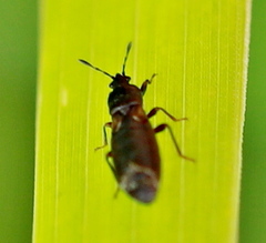 Dimorphopterus spinolae