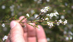 Diosma fallax