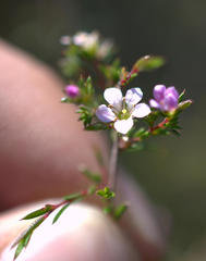 Diosma fallax