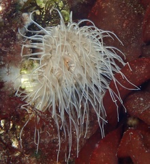 Sagartiogeton undatus