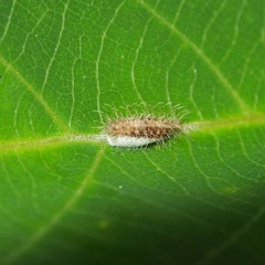 Xyroptila oenophanes