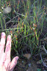 Elegia squamosa