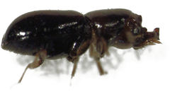 Octotemnus dilutipes