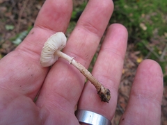Lepiota felina