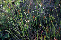 Elegia squamosa