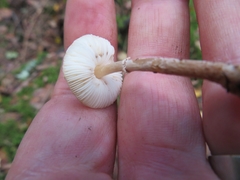 Lepiota felina