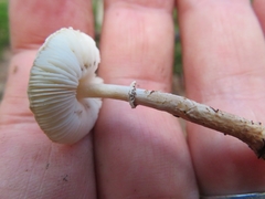 Lepiota felina