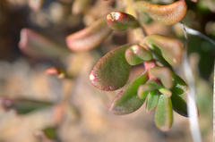 Mesembryanthemum paulum