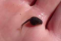 Vandijkophrynus