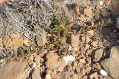 Mesembryanthemum paulum