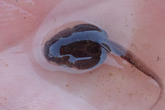Vandijkophrynus