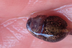 Vandijkophrynus