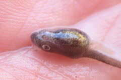 Vandijkophrynus