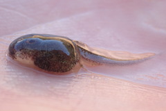 Vandijkophrynus