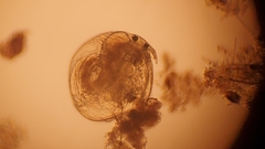 Chydorus