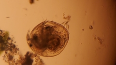 Chydorus