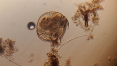 Chydorus