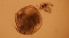 Chydorus