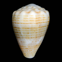 Conus miliaris