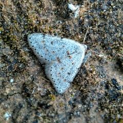 Tapinogyna perichroa