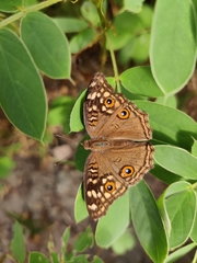 Junonia lemonias