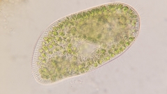 Paramecium bursaria