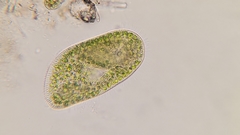 Paramecium bursaria