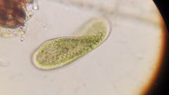 Paramecium bursaria