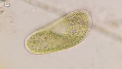 Paramecium bursaria