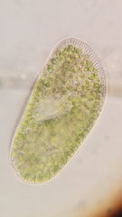Paramecium bursaria