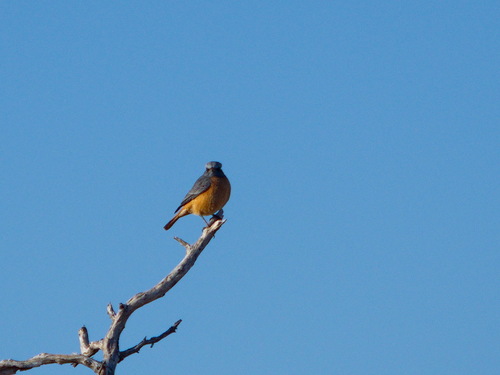 Short-toed Rock Thrush (Monticola brevipes), photo 7