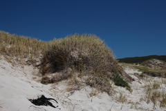 Thinopyrum distichum