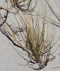 Thinopyrum distichum
