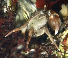 Hemigrapsus takanoi