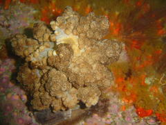 Eunephthya thyrsoidea