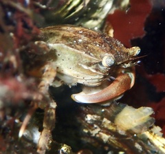 Hemigrapsus takanoi