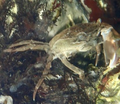 Hemigrapsus takanoi
