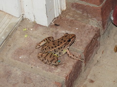 Lithobates blairi