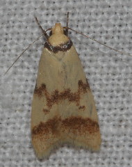 Heteroteucha anthodora