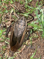 Lethocerus indicus