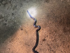 Platyplectrurus madurensis