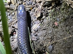 Platyplectrurus madurensis