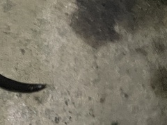 Platyplectrurus madurensis