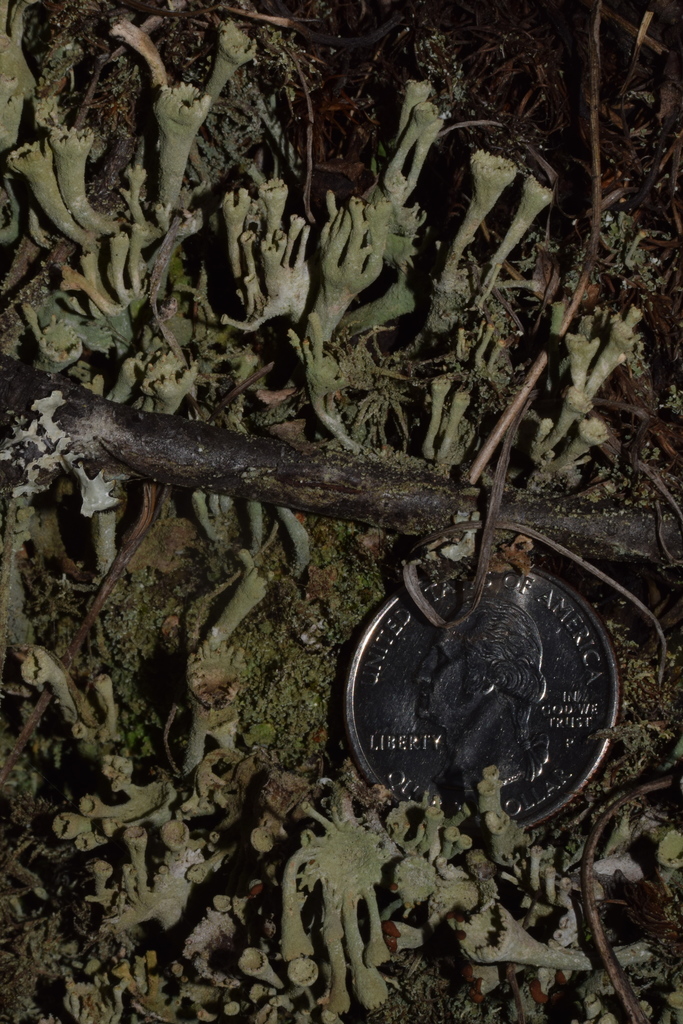 Powdered Funnel Lichen from Hillside East, Anchorage, AK, USA on August