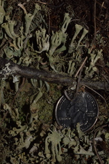 Cladonia cenotea