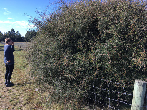 Prostrate sophora (Sophora prostrata)