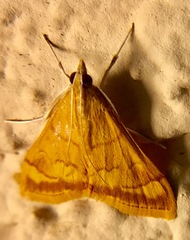 Pyrausta pseudonythesalis